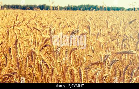 Panoramablick auf Feld mit Roggen, Weizen vor der Ernte im Herbst sonnigen Tag Stockfoto