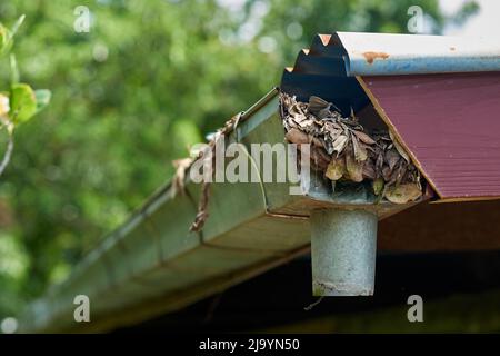 Eine Hausrinne, die mit umgestürzten Blättern von Bäumen in der Nähe gestaucht ist. Stockfoto