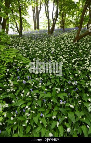 Bärlauch und Glockenblumen Stockfoto