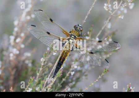 Vier-spotted Chaser (Libellula Quadrimaculata) Stockfoto