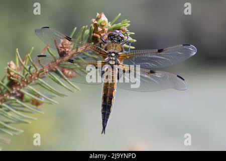 Vier-spotted Chaser (Libellula Quadrimaculata) Stockfoto