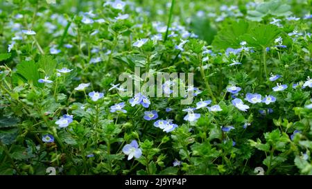 Veronica chamaedrys, der Germanderspeedwell, der Birds-Eye-Speedwell oder Katzenaugen ist eine krautige mehrjährige Art blühender Pflanze im Wegerich Stockfoto