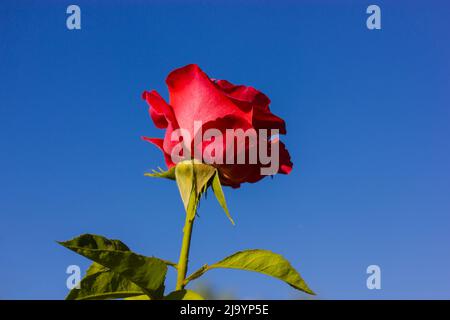 Eine schöne einzelne rote Rose auf einem langen Stamm mit Dornen, grüne Blätter isoliert gegen klaren blauen Himmel im Sommer botanischen Garten, Frühling Park. Unglaublich Stockfoto