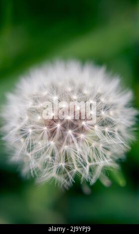 Nahaufnahme eines Samenkopfes aus Löchenkraut (Taraxacum officinale) Stockfoto