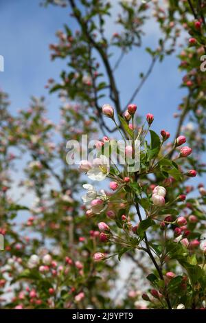 Apfelblüte Stockfoto