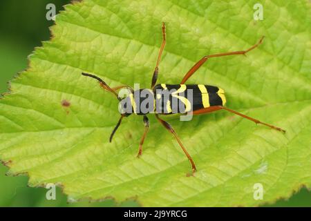Nahaufnahme einer bunten, schwarz-gelben Wespe, die den Langhornkäfer imitiert, Clytus arietis, die auf einem grünen Blatt sitzt Stockfoto
