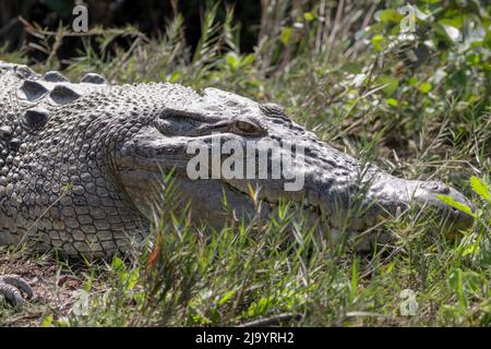 Wildes Salzwasser-Krokodil auch als Mündungskrokodil oder Saltie-Krokodil bekannt.Dieses Foto wurde aus Sundarbans, Bangladesch, aufgenommen. Stockfoto