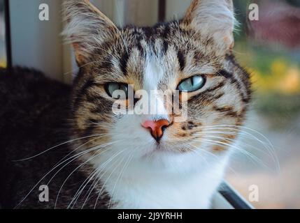 Eine schöne gefleckte Hauskatze lehnt sich auf das Glas und liegt und ruht friedlich Stockfoto