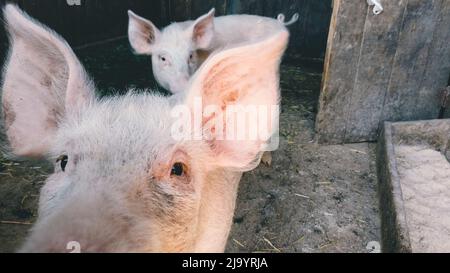 Nahaufnahme eines neugierigen Schweins auf einer Farm, ihre Augen und Ohren Stockfoto