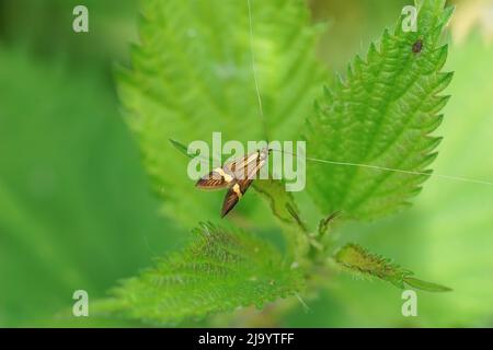 Weiche Nahaufnahme der gelbkarbierten Langhornmotte, Nemophora degeerella, die in der Vegetation sitzt Stockfoto