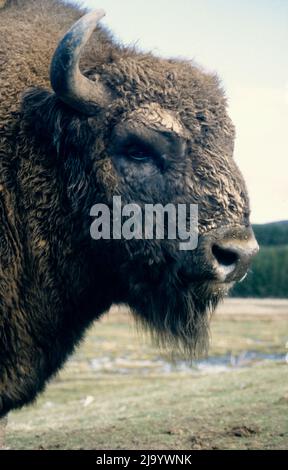 Bison Bonasus - Europäischer Bison im Highland Wildlife Park, Schottland Stockfoto