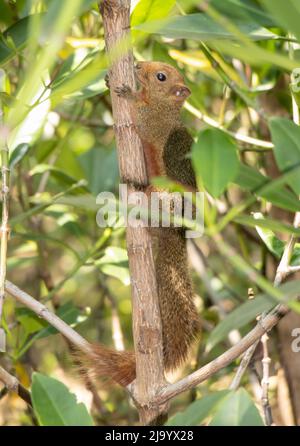 Das rotbauchige Eichhörnchen klettert auf den Baum. Pallas-Eichhörnchen (Callosciurus erythraeus) in tropischer Natur, Thailand. Stockfoto