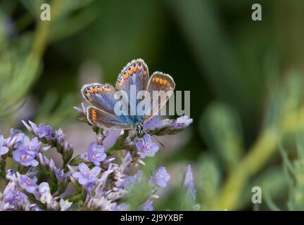 Weiblicher Blauschmetterling, Polyommatus icarus, auf Statice, Wyre-Mündung, Lancashire, VEREINIGTES KÖNIGREICH Stockfoto
