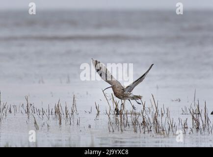 Eurasischer Curlew, Numenius arquata, beim Start aus dem Salzmoor, Morecambe Bay, Großbritannien Stockfoto