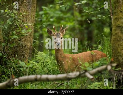 Rotwild, Weiden, Nahaufnahme in einem Waldgebiet in Dorset UK Stockfoto