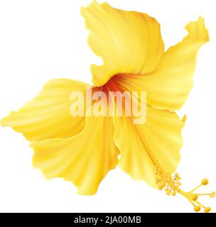 Realistisches Symbol mit schöner gelber Hibiskusblüte auf weißem Hintergrund Vektorgrafik Stock Vektor