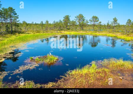 Naturlandschaft des Viru-Moors (Viru raba) mit kleinen Sumpfseen. Lahemaa-Nationalpark, Estland Stockfoto