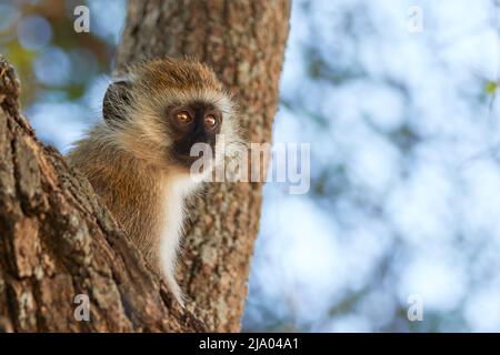 Ein Vervet-Affe (Chlorocebus pygerythrus), Central Serengeti National Park, Tansania, Afrika. Stockfoto