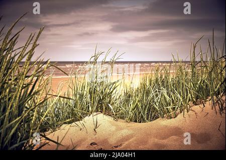 Dünengras wächst auf Dünen hinter dem Strand in St. Annes, Großbritannien Stockfoto