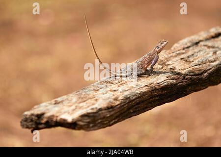 Agama Lizard (Agama Agama), Serengeti-Nationalpark, Tansania, Afrika. Stockfoto