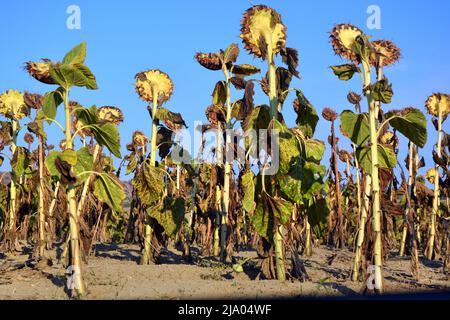 Feld des Anbaus von trockenen Sonnenblumen aufgrund von Trockenheit. Stockfoto