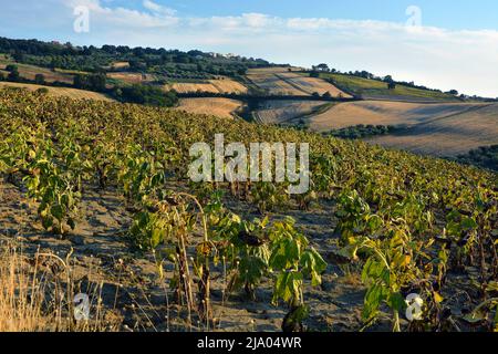 Feld des Anbaus von trockenen Sonnenblumen aufgrund von Trockenheit. Stockfoto