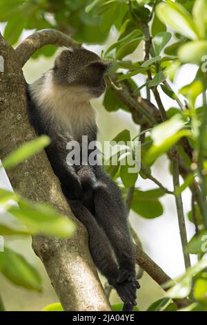 Der Affe von Sykes (Cercopithecus albogularis) ernährt sich von den Früchten des Baumes. Stockfoto