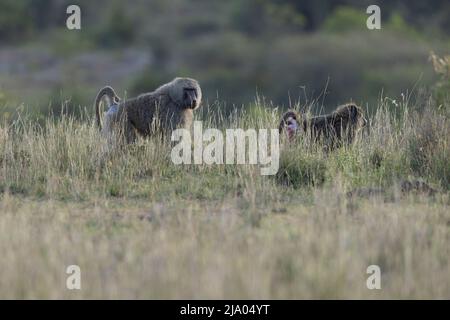 Hamadryas Pavian (Papio hamadryas) zu Fuß im Nairobi Nationalpark Stockfoto