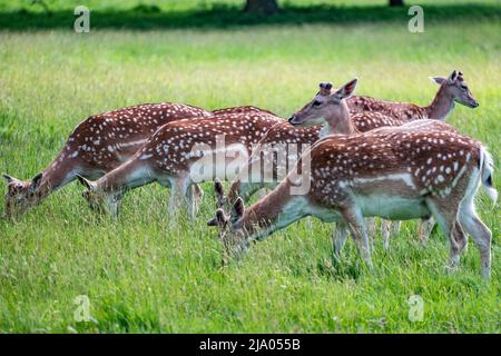 Damhirsch Kälber Fütterung mit zwei Aussparungen für den Schutz. Stockfoto