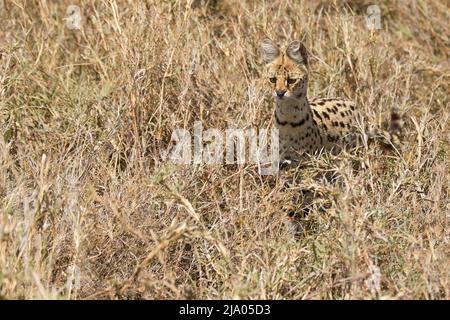 Eine servale Wildkatze (Leptailurus serval) im Grasland des Central Serengeti Nationalparks, Tansania, Afrika. Stockfoto