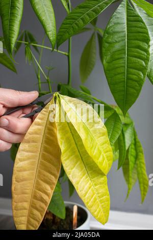 Schneiden von abgestorbenen Blättern aus einer Pachira Aquatica-Pflanze. Pflegekonzept für Zimmerpflanzen. Stockfoto