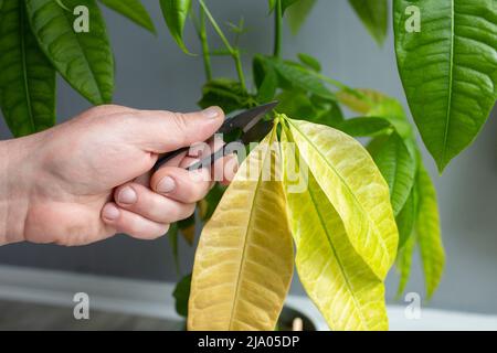 Schneiden von abgestorbenen Blättern aus einer Pachira Aquatica-Pflanze. Pflegekonzept für Zimmerpflanzen. Stockfoto