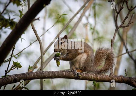 Graue Eichhörnchen essen saß auf einem Ast Stockfoto
