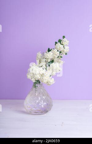 Kleine weiße Blumen in Glasvase auf violettem Hintergrund. Stillleben. Stockfoto