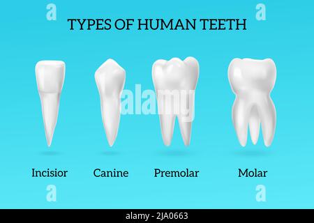 Arten von menschlichen Zähnen realistische Set mit Schneidezahn Eckzähne Prämolar und Molar auf blauem Hintergrund isoliert Vektor-Illustration Stock Vektor