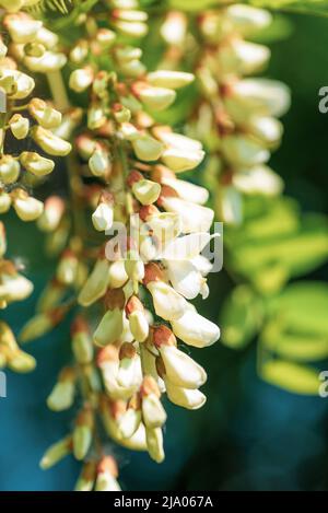 Akazienbaum blüht im Frühling. Blumen verzweigen, Nahaufnahme. Weiße Akazie blüht an sonnigen Tagen. Stockfoto