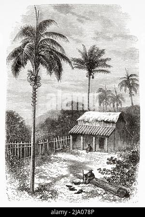 Traditionelle Hütte und Palmen (Astrocaryum und Ceroxylon) in Las Pavas, Quindio. Kolumbien. Südamerika. Reise durch das gleichzeitliche Amerika 1875-1876 von Edward Francois Andre. Le Tour du Monde 1879 Stockfoto