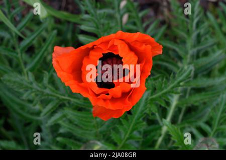 Rote Mohnblume auf grünem Hintergrund kontrastreiche Farben. Selektiver Fokus Stockfoto