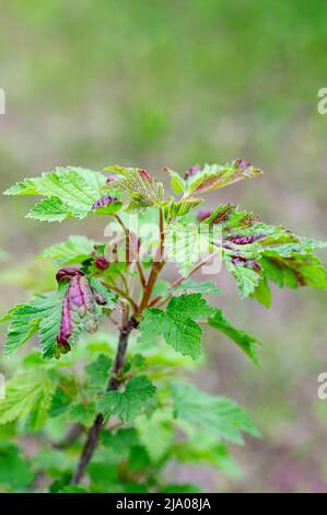 Johannisbeerzweig mit Blättern, die von Galleaphiden betroffen sind. Rote Flecken auf Johannisbeerblättern aus der Nähe. Vertikales Zuschneiden. Stockfoto