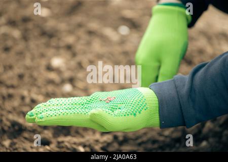 Bauernhand Pflanzen Samen in den Boden in Reihen.Landwirtschaft, Bio-Garten, Pflanzung oder Ökologie Konzept. Stockfoto