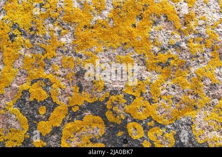 Nahaufnahme der gelben Xanthoria parietina Flechte auf einem Granitfelsen. Abstrakter, hochauflösender, strukturierter, natürlicher Hintergrund im Vollformat. Stockfoto