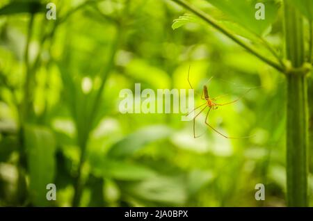 Spinne, die an ihrem Spinnennetz hängt. Verschwommener Hintergrund mit grünen Pflanzen. Stockfoto