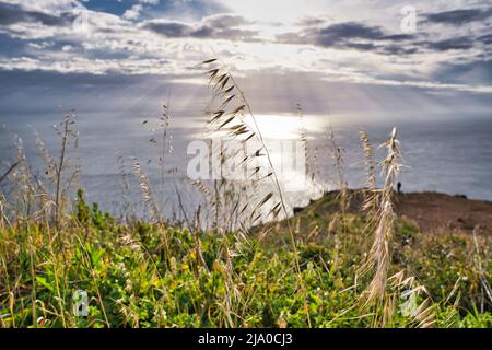 Avena fatua ein gewöhnlicher Wildhafer, der im Frühjahr und Sommer am Meer wächst, ist ein Weidekraut, das mit anderen Wildkräutern in der Nähe der Felsen am Rande des wächst Stockfoto