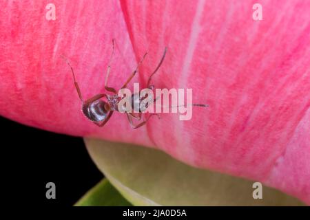 Nahaufnahme einer braunen Ameise, die auf einer rosa Pfingstrose sitzt Stockfoto