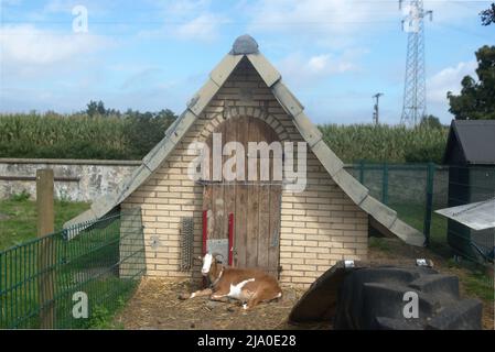 Goat liegt wie ein Hirte vor dem weißen Backsteinhaus vor dem Haus auf dem Strohhof Stockfoto