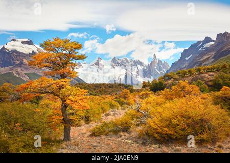 Die Landschaft des Cerro Torre Berges ist umgeben von der lebhaften Farbe der Lengas-Bäume im Herbst, El Chalten, Santa Cruz, Patagonien Argentinien. Stockfoto