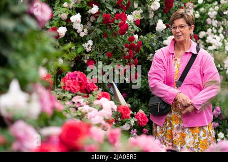 Ein Besucher sieht sich während der RHS Chelsea Flower Show im Royal Hospital Chelsea, London, eine Rosenschau an. Bilddatum: Donnerstag, 26. Mai 2022. Stockfoto