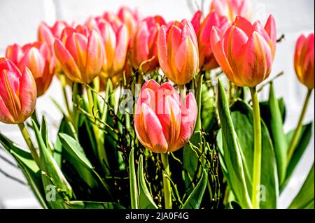 Bunte Tulpenbüschel; Bunter Tulpenstrauß Stockfoto