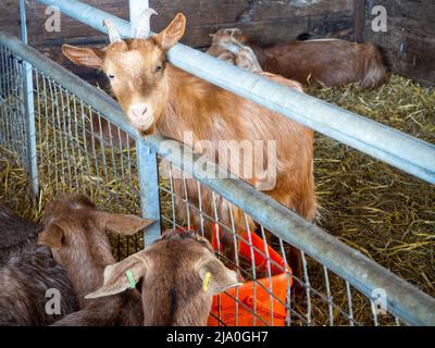 Der amerikanische Pygmy Goat Kid guckt durch die Riegel seines Stalls, während er in seinem Futtertrog steht Stockfoto