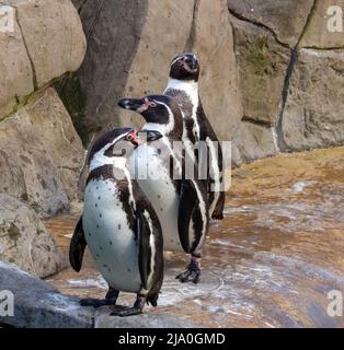 Humboldt-Pinguine oder peruanische Pinguine stehen auf einer Felswand, um sich im Sonnenschein aufzuwärmen Stockfoto